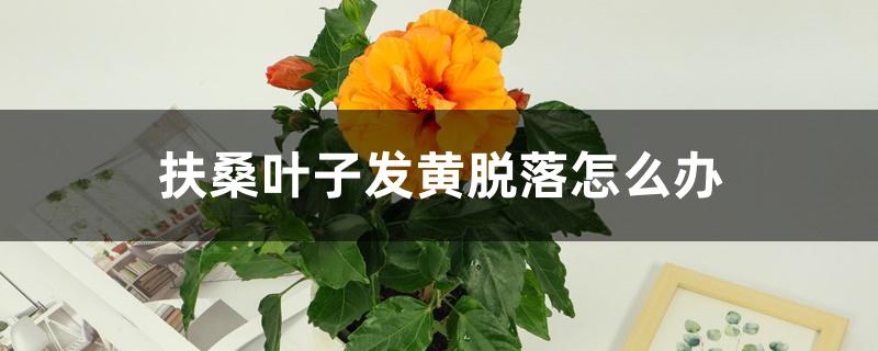 扶桑叶子发黄脱落怎么办 扶桑叶子发黄脱落怎么办