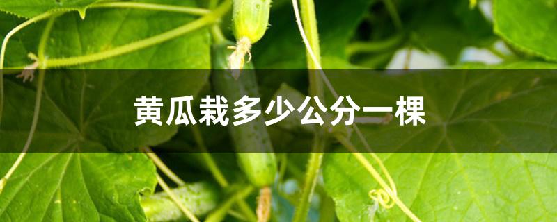 黄瓜栽多少公分一棵 黄瓜栽多少公分一棵