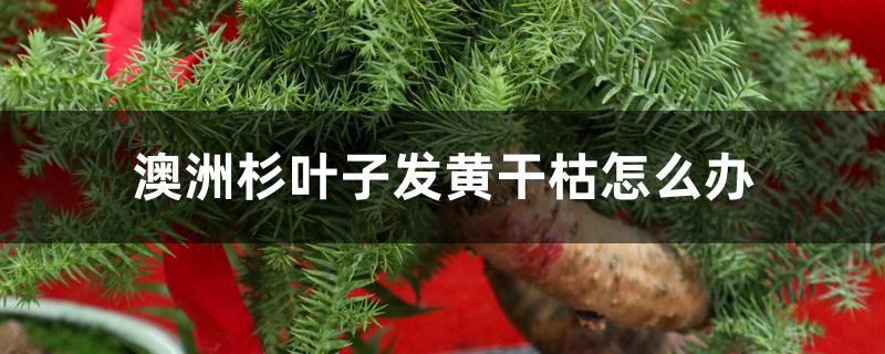 澳洲杉叶子发黄干枯怎么办 澳洲杉叶子发黄干枯怎么办