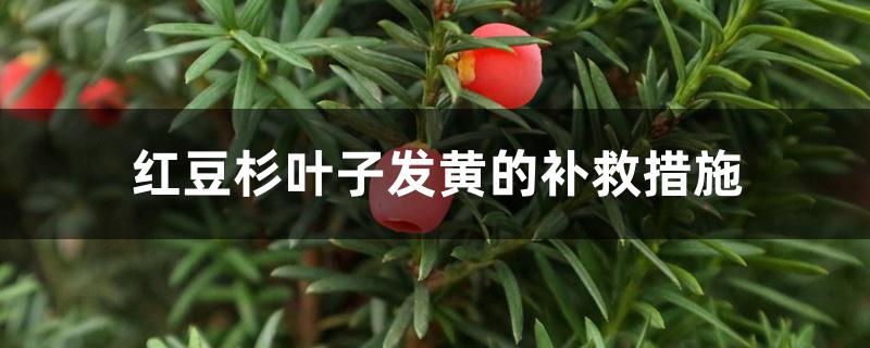 红豆杉叶子发黄的补救措施 红豆杉叶子发黄的补救措施