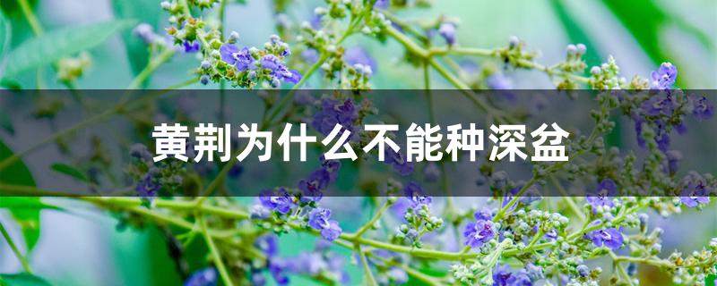 黄荆为什么不能种深盆 黄荆为什么不能种深盆