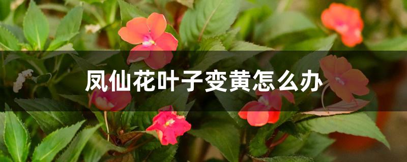 凤仙花叶子变黄怎么办 凤仙花叶子变黄怎么办