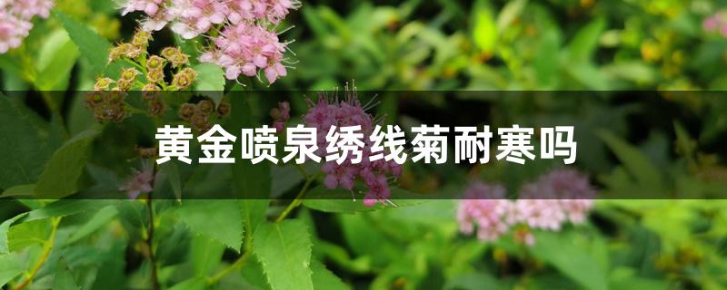 黄金喷泉绣线菊耐寒吗 黄金喷泉绣线菊耐寒吗
