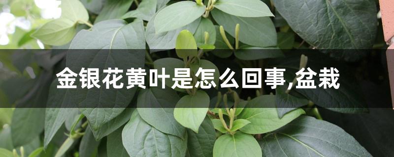 金银花黄叶是怎么回事,盆栽 金银花黄叶是怎么回事,盆栽