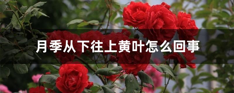 月季从下往上黄叶怎么回事 月季从下往上黄叶怎么回事