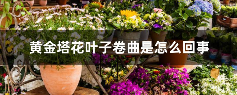 黄金塔花叶子卷曲是怎么回事