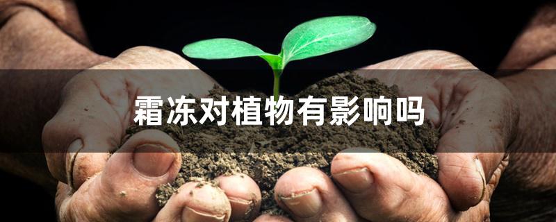 霜冻对植物有影响吗 霜冻对植物有影响吗