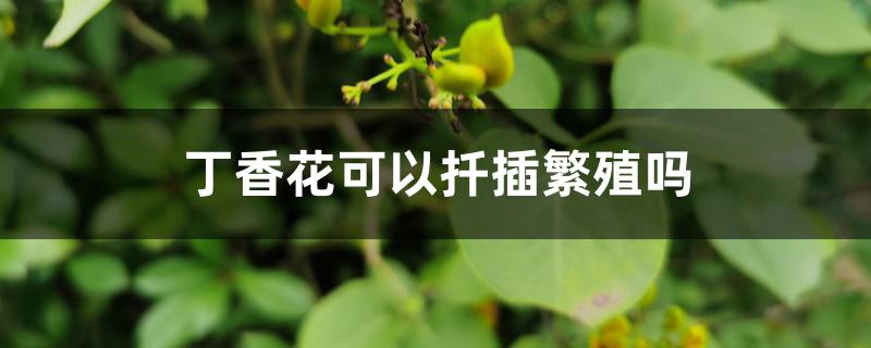 丁香花可以扦插繁殖吗 丁香花可以扦插繁殖吗