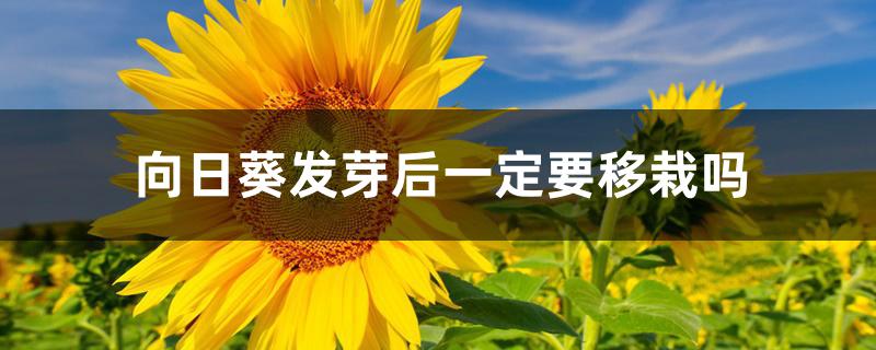 向日葵发芽后一定要移栽吗 向日葵发芽后一定要移栽吗