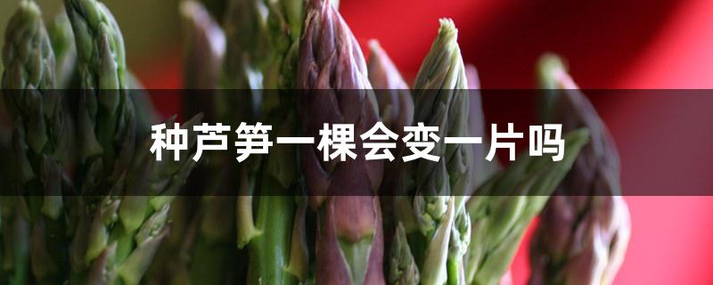 种芦笋一棵会变一片吗 种芦笋一棵会变一片吗