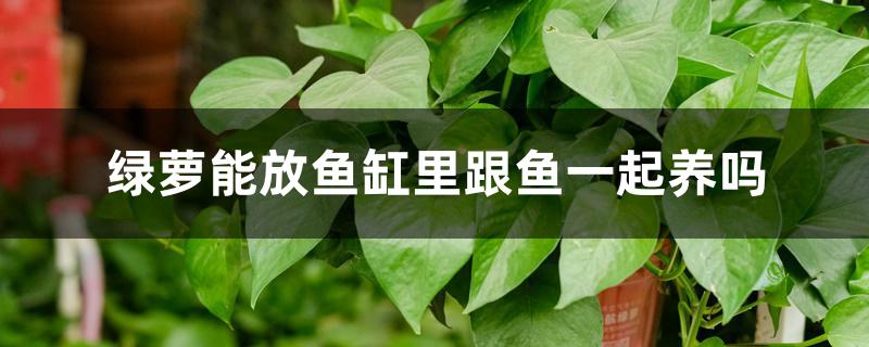 绿萝能放鱼缸里跟鱼一起养吗 绿萝能放鱼缸里跟鱼一起养吗