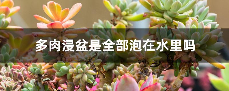 多肉浸盆是全部泡在水里吗 多肉浸盆是全部泡在水里吗