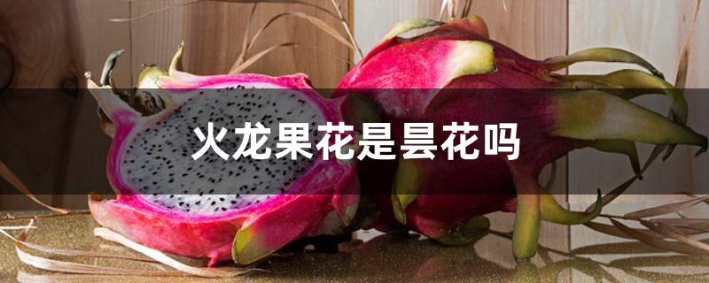 火龙果花是昙花吗 火龙果花是昙花吗