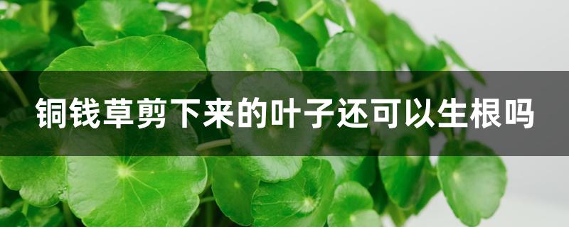 铜钱草剪下来的叶子还可以生根吗 铜钱草剪下来的叶子还可以生根吗