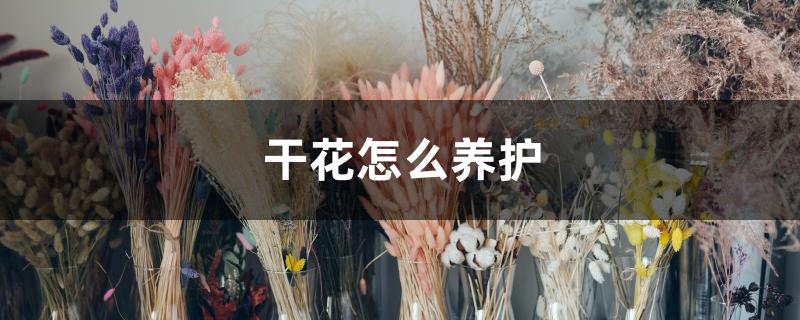 干花怎么养护