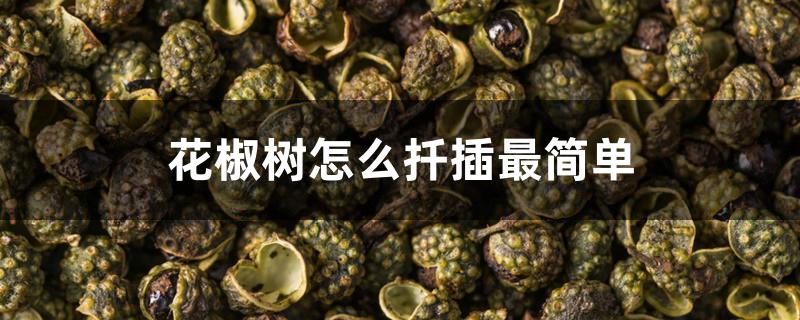 花椒树怎么扦插最简单 花椒树怎么扦插最简单