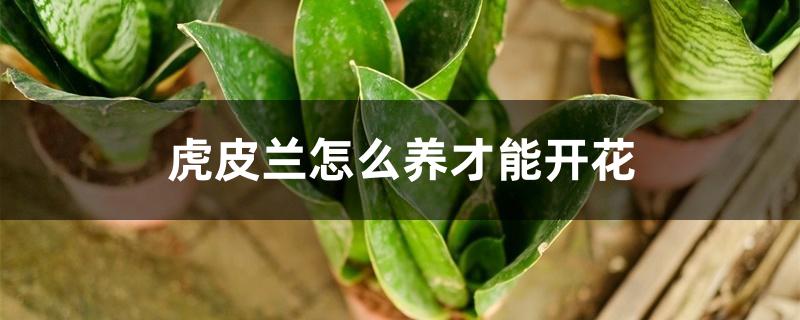虎皮兰怎么养才能开花 虎皮兰怎么养才能开花