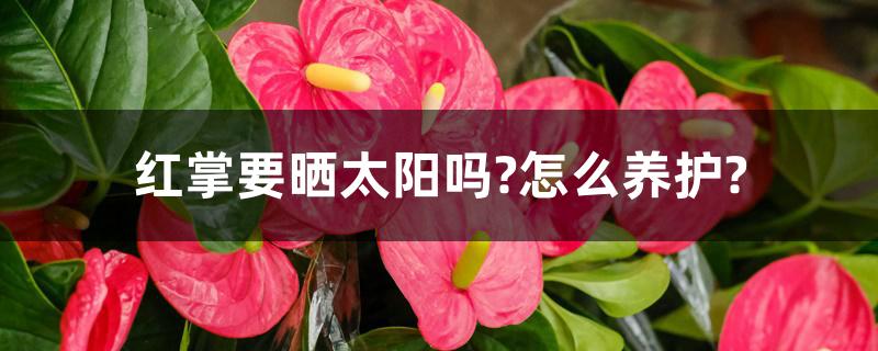 红掌要晒太阳吗?怎么养护? 红掌要晒太阳吗?怎么养护?