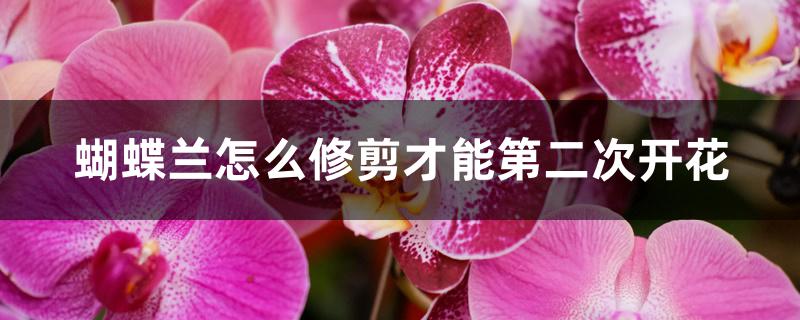 蝴蝶兰怎么修剪才能第二次开花 蝴蝶兰怎么修剪才能第二次开花