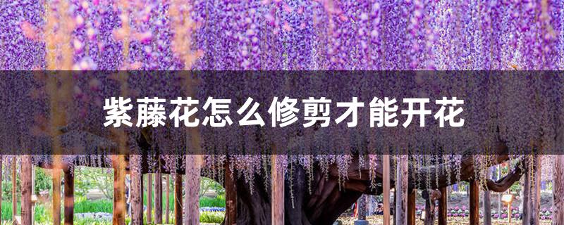 紫藤花怎么修剪才能开花 紫藤花怎么修剪才能开花