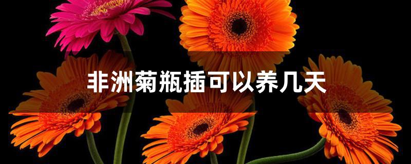 非洲菊瓶插可以养几天 非洲菊瓶插可以养几天