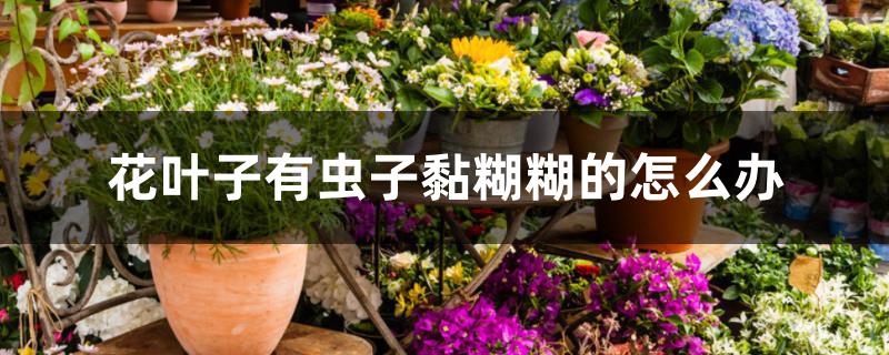 花叶子有虫子黏糊糊的怎么办 花叶子有虫子黏糊糊的怎么办