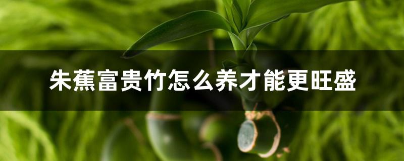 朱蕉富贵竹怎么养才能更旺盛 朱蕉富贵竹怎么养才能更旺盛