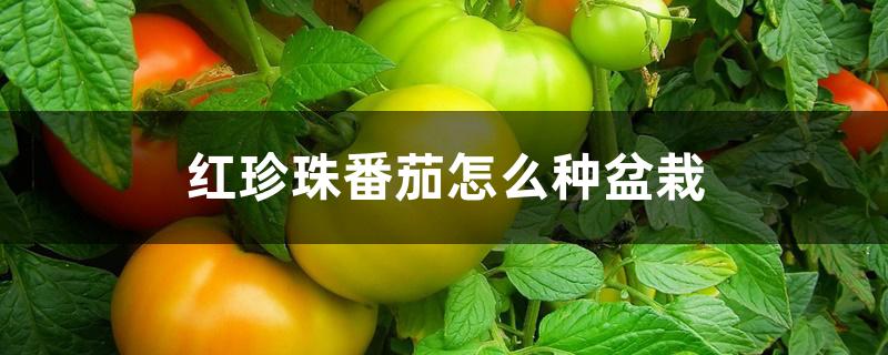 红珍珠番茄怎么种盆栽 红珍珠番茄怎么种盆栽