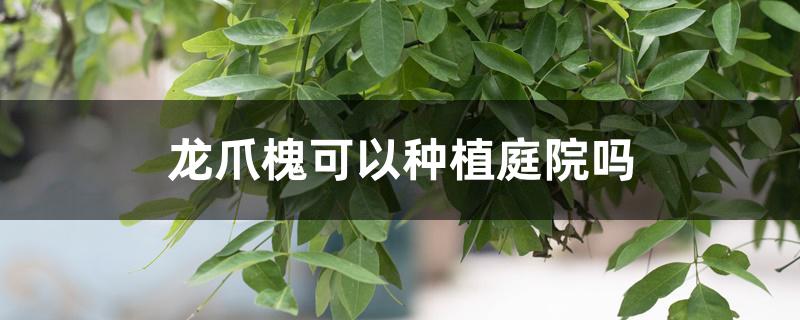 龙爪槐可以种植庭院吗 龙爪槐可以种植庭院吗