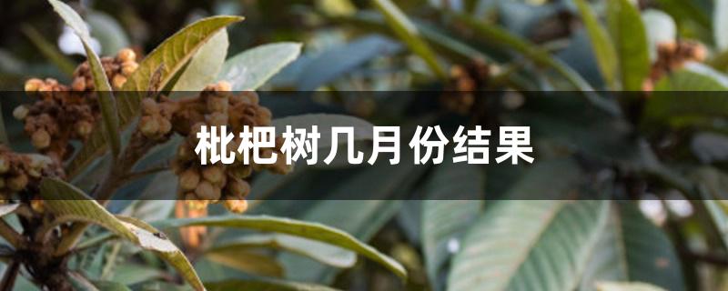 枇杷树几月份结果 枇杷树几月份结果