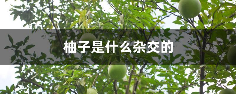 柚子是什么杂交的 柚子是什么杂交的