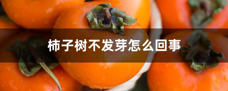 柿子树不发芽怎么回事 柿子树不发芽怎么回事