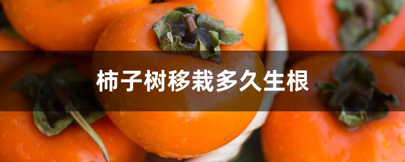 柿子树移栽多久生根 柿子树移栽多久生根