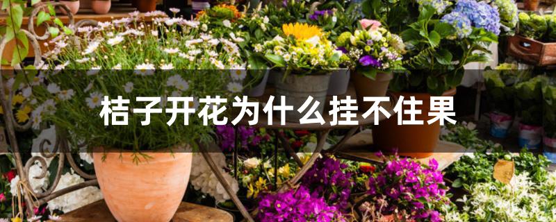 桔子开花为什么挂不住果