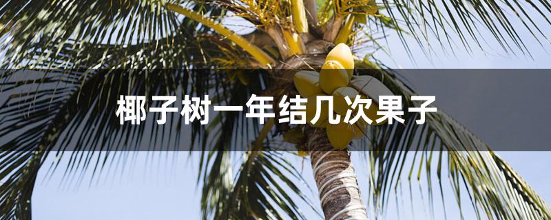 椰子树一年结几次果子 椰子树一年结几次果子