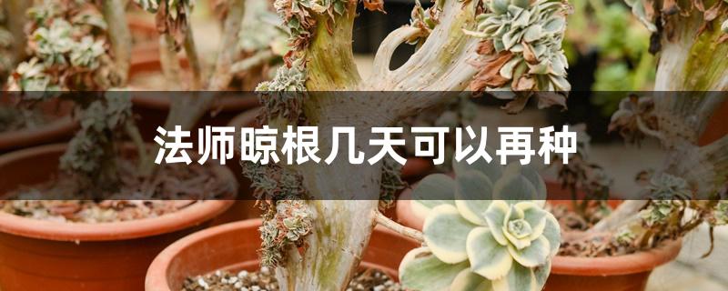 法师晾根几天可以再种