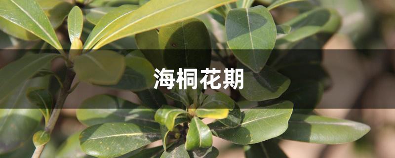海桐花期