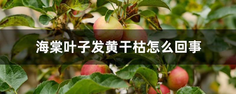 海棠叶子发黄干枯怎么回事 海棠叶子发黄干枯怎么回事