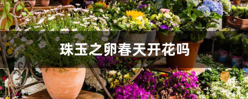 珠玉之卵春天开花吗 珠玉之卵春天开花吗