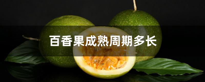 百香果成熟周期多长 百香果成熟周期多长