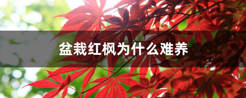 盆栽红枫为什么难养 盆栽红枫为什么难养
