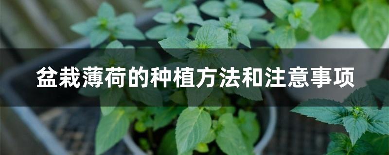 盆栽薄荷的种植方法和注意事项 盆栽薄荷的种植方法和注意事项