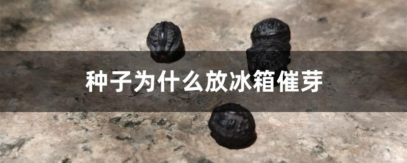 种子为什么放冰箱催芽 种子为什么放冰箱催芽