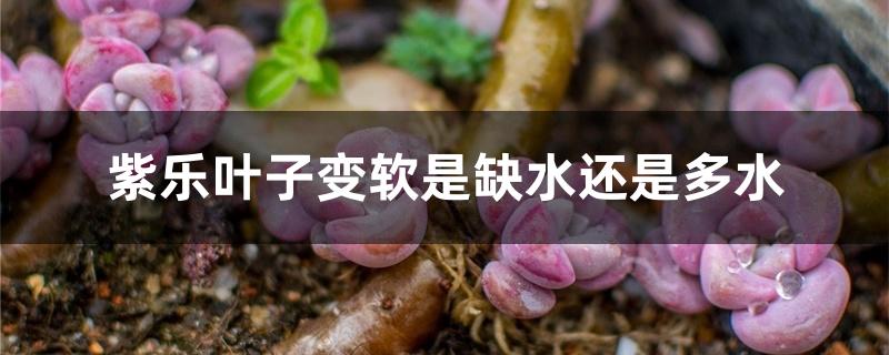 紫乐叶子变软是缺水还是多水 紫乐叶子变软是缺水还是多水
