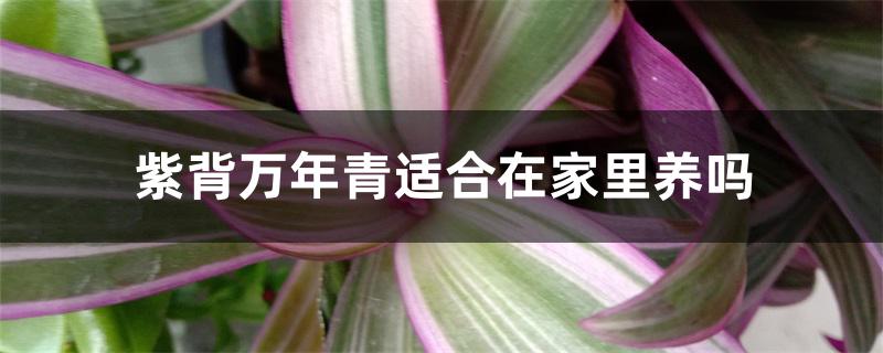 紫背万年青适合在家里养吗