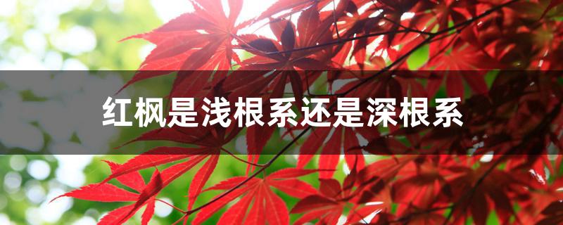 红枫是浅根系还是深根系 红枫是浅根系还是深根系
