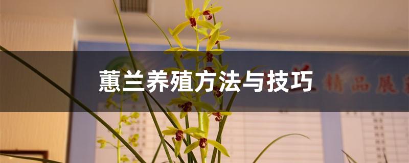 蕙兰养殖方法与技巧 蕙兰养殖方法与技巧