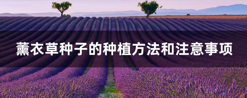 薰衣草种子的种植方法和注意事项