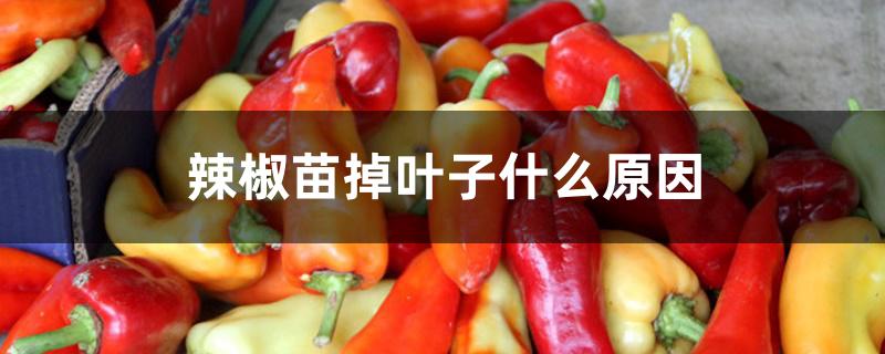 辣椒苗掉叶子什么原因 辣椒苗掉叶子什么原因