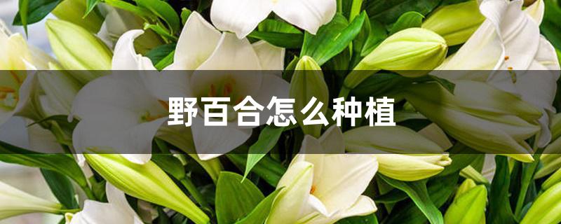野百合怎么种植 野百合怎么种植